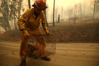 <p>Wildfires ripping through North and South California have lead to dozens of death and over 200 missing. Left behind are remnants of homes, cars, and creatures left to race the speed of the flames.<br>(Photos by Justin Sullivan/Getty Images) </p>