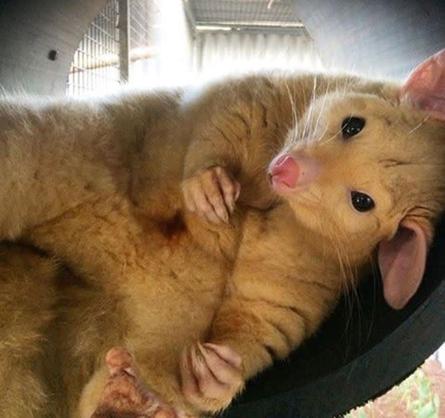 But not everyone wanted to come out, like this golden brushtail possum. Photo: Facebook/Caversham Wildlife Park