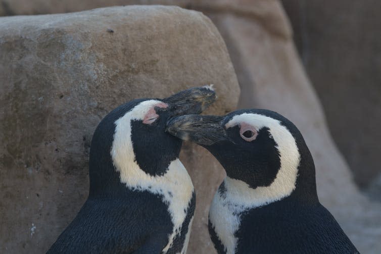 <span class="caption">Breeding pair of African penguins housed at Zoomarine Roma (Torvaianica, Italy; photo credit: Giulia Olivero)</span>