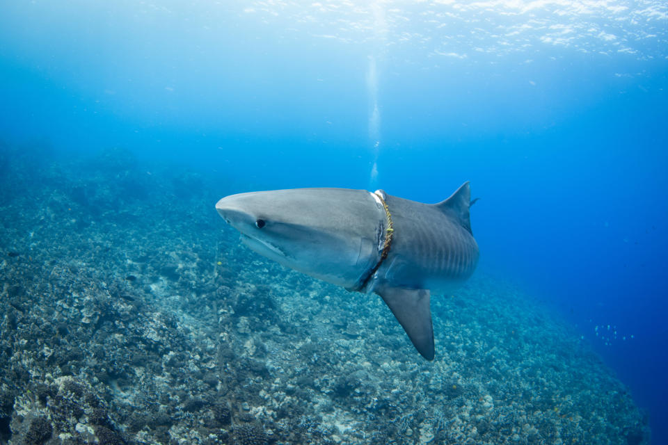 The tightness has caused the shark to experience a loss of appetite rendering it severely underweightMediadrumimages / Jason Lafferty