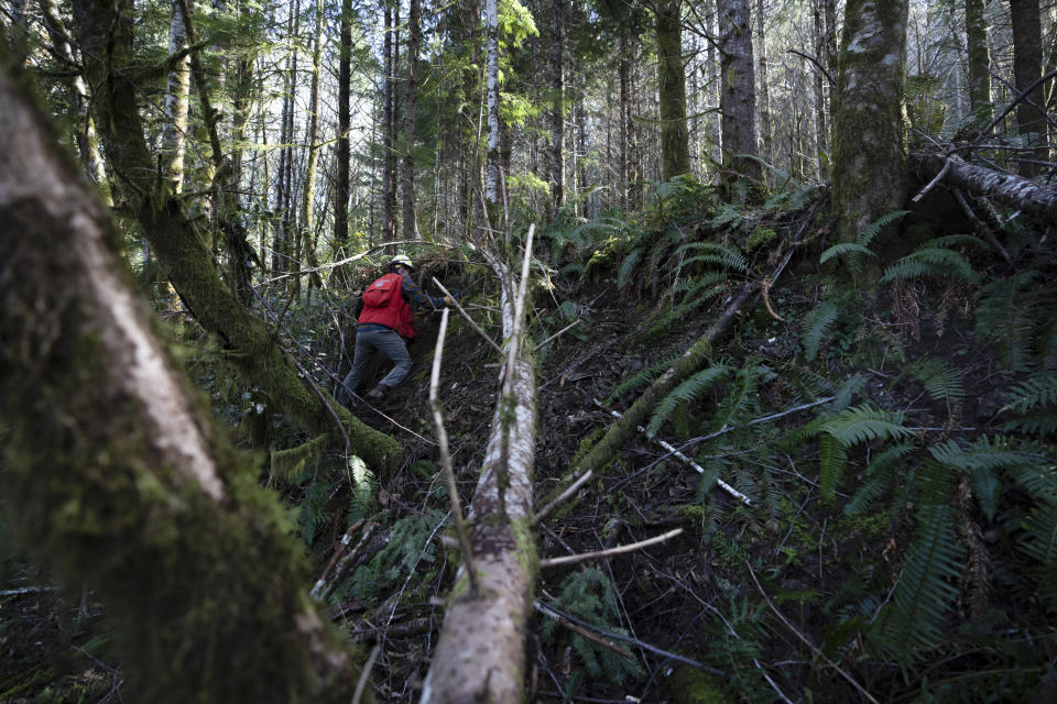 Washington State Department of Natural Resources geologist Mitch Allen examines the site of a landslide in the Capitol Forest, Thursday, March 14, 2024, in Olympia, Wash. (AP Photo/Jenny Kane)