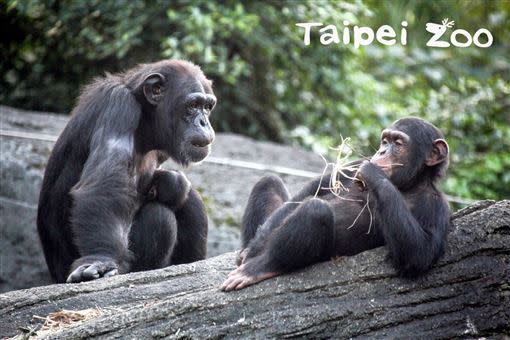 黑猩猩雖然也是以植物為主食，如果有機會還是會獵捕小型動物。（圖／台北市立動物園提供）