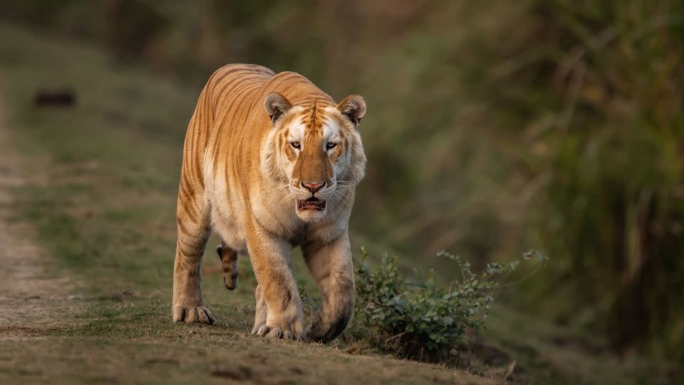 Wildlife photographer and safari guide Gaurav Ramnarayanan spotted this golden tiger in India's Kaziranga National Park. - Gaurav Ramnarayanan