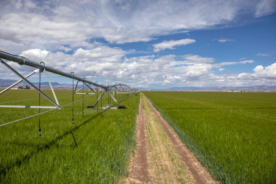 A drip sprinkler system feeds barley on a farm at Monte Vista. Most drip irrigation uses groundwater, a shrinking resource in the San Luis Valley.