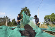 Workers dry coffee beans at a coffee factory in Dak Lak province, Vietnam on Feb. 1, 2024. New European Union rules aimed at stopping deforestation are reordering supply chains. An expert said that there are going to be "winners and losers" since these rules require companies to provide detailed evidence showing that the coffee isn't linked to land where forests had been cleared. (AP Photo/Hau Dinh)