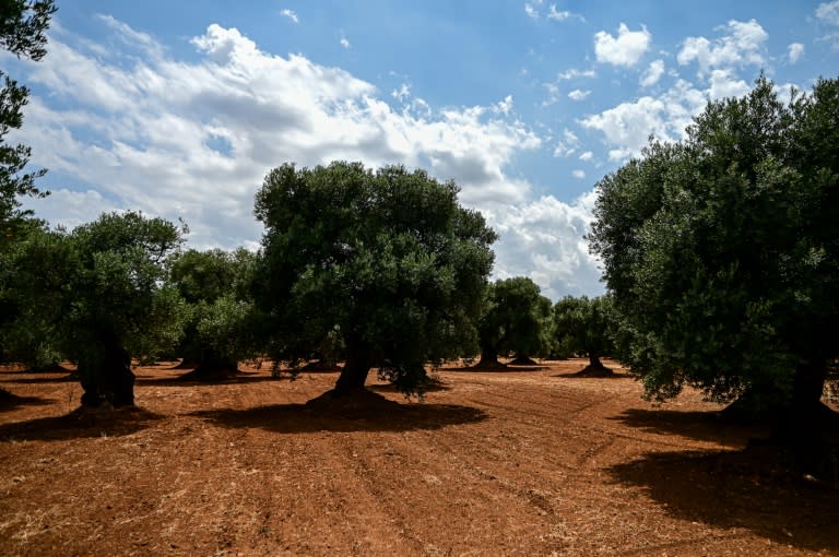 Europe is the fastest-warming continent and the Mediterranean is particularly vulnerable to extreme weather events caused by climate change (Piero CRUCIATTI)