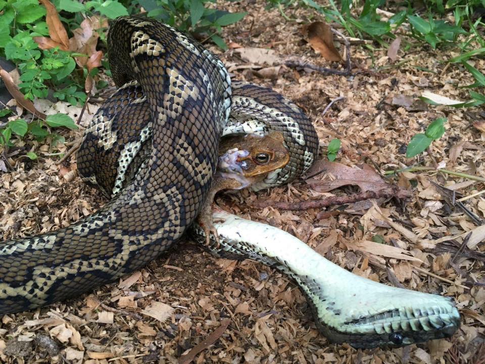 A cane toad killed the carpet python in a backyard in Kingscliff, NSW. Source: Facebook/Brisbane Snake Catchers