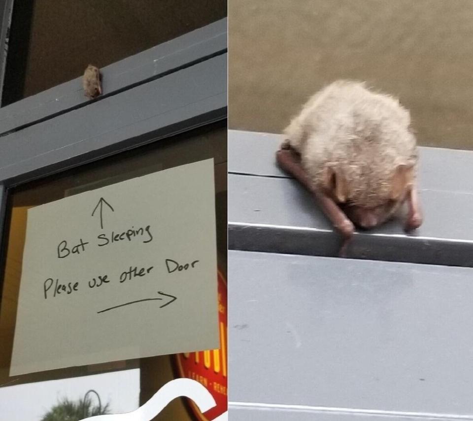 A bat sleeping on top of the frame of a doorway, with handwritten sign reading, "Bat sleeping, please use other door"