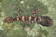 A leaf-tail gecko, one of the three new species of animals scientists have discovered in an Australian rainforest located in Cape Melville some 1,500 km (932 miles) north west of Brisbane, is seen in this handout picture taken March 21, 2013. The 'lost world' rainforest has been protected for millions of years by almost impenetrable stacks of granite boulders the size of 'cars and houses' piled hundreds of meters high. Picture taken March 21, 2013. REUTERS/Conrad Hoskin/Handout via Reuters (AUSTRALIA - Tags: ENVIRONMENT ANIMALS) ATTENTION EDITORS - NO SALES. NO ARCHIVES. FOR EDITORIAL USE ONLY. NOT FOR SALE FOR MARKETING OR ADVERTISING CAMPAIGNS. THIS IMAGE HAS BEEN SUPPLIED BY A THIRD PARTY. IT IS DISTRIBUTED, EXACTLY AS RECEIVED BY REUTERS, AS A SERVICE TO CLIENTS