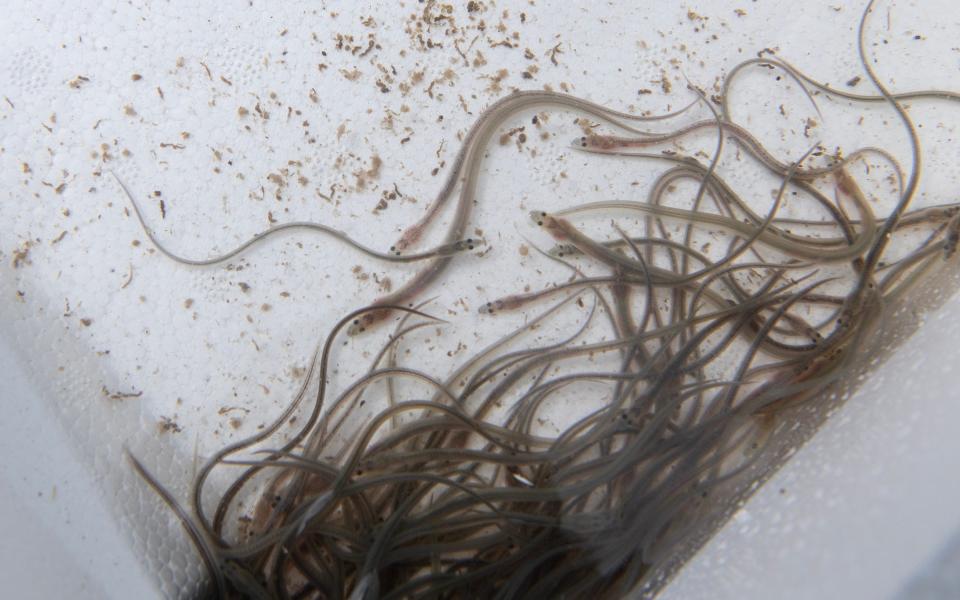 The lifecycle of the European eel is one of the most complex, and fascinating, of any creature