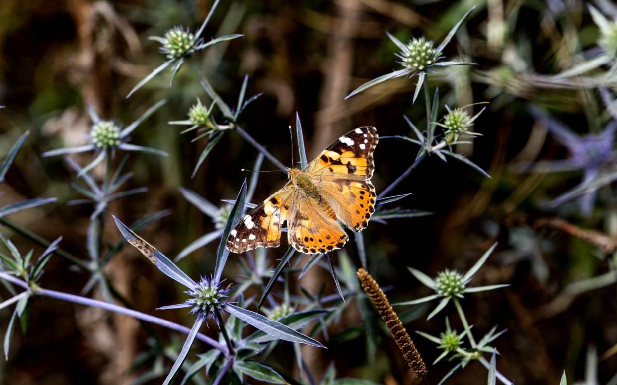 Painted Lady butterflies migrate from tropical Africa to the Article Circle every year. - AFP