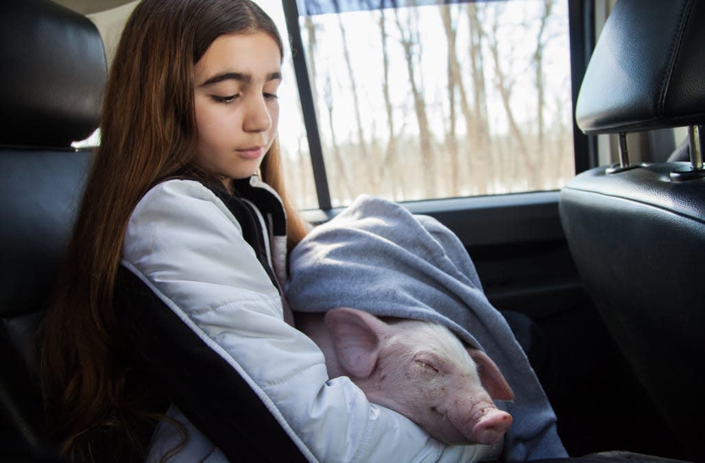 Family Rescues Piglet From Side Of Road During Blizzard