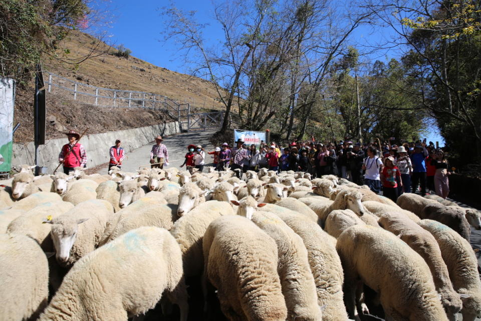 今年奔羊節有113頭綿羊和近3千位遊客一同路跑，奔馳在台14甲公路上，有趣又壯觀的畫面讓不少人驚呼連連。   圖：取自清境農場臉書