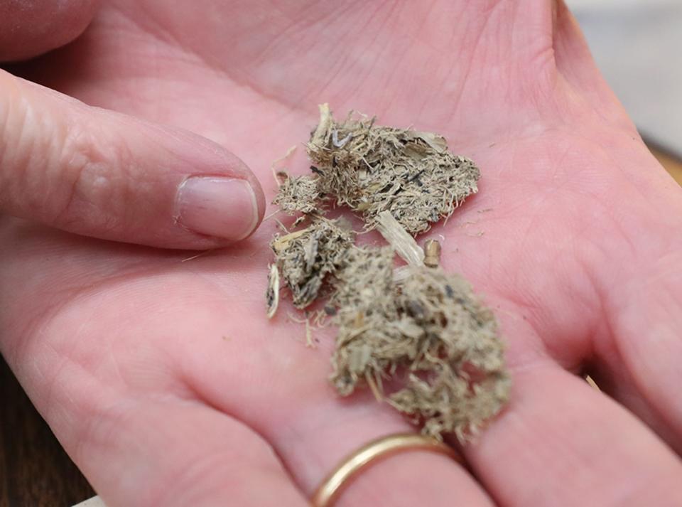 Timothy Matney, University of Akron archaeology professor, points out ancient charred seed mixed in from botanicals dating back to 900-600 B.C. from a dig in the Kurdish region of Iraq.