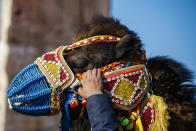 A camel owner prepares his camel during a contest parade in Turkey's largest camel wrestling festival in the Aegean town of Selcuk, Turkey, Saturday, Jan. 15, 2022. Ahead of the games, on Saturday, camels were paraded in a beauty pageant titled "the most ornate camel contest" when they are decked out with colorful beaded muzzles, fabrics, pompoms, bells and Turkish flags. (AP Photo/Emrah Gurel)