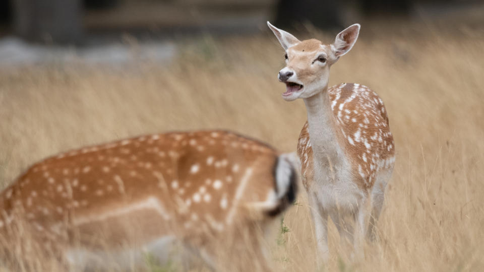 A young deer calling at Bushy Park