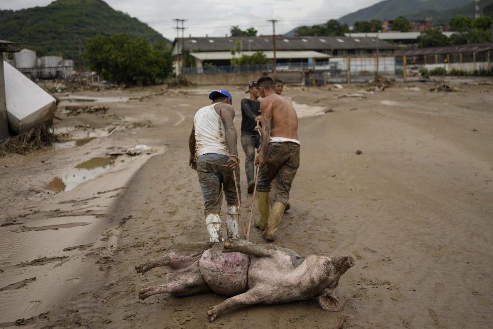 Men drag a live pig they found stuck in mud after flooding caused by intense rains in Las Tejerias, Venezuela, Sunday, Oct. 9, 2022. (AP Photo/Matias Delacroix)
