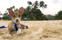 <p>These pups are all the rage among allergic owners, given that their short and fine coat <a href="https://dogtime.com/dog-breeds/basenji" rel="nofollow noopener" target="_blank" data-ylk="slk:rarely sheds;elm:context_link;itc:0;sec:content-canvas" class="link ">rarely sheds</a>. Basenjis are touted as amazing adventure dogs too, thanks to their great sense of smell. They can also be stubborn, though, so you'll need to train them well.</p>