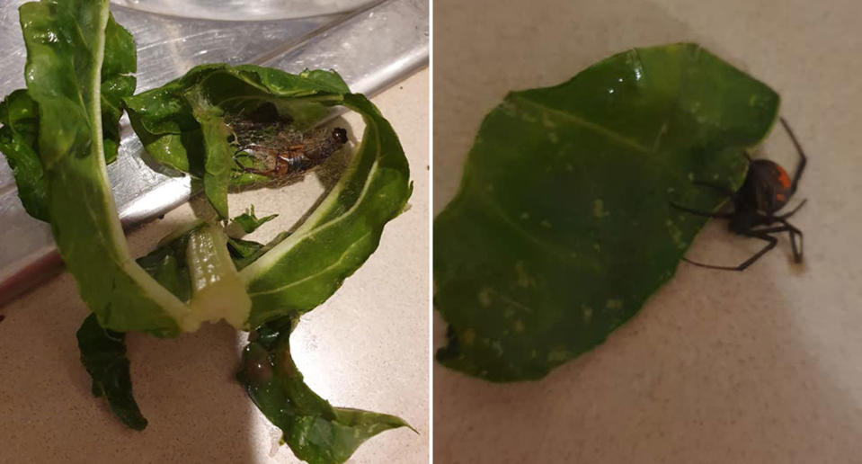 A redback spider seen on Coles spinach.