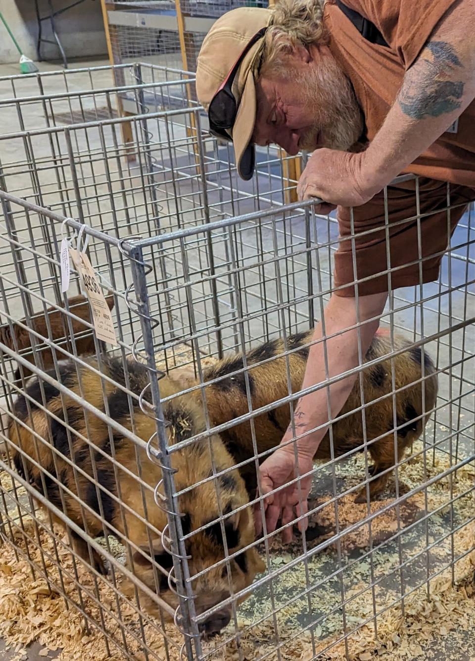 Bryan Bartlett of Illinois City, Illinois, pets the two 60-pound Kunekune pigs he recently brought to the Kalona Sales Barn. The exotic pig breed originated in New Zealand and “are used more for pets than butchering,” he said. He’s been coming to sales here to buy and sell for nearly five decades, noting that the barn draws farmers from 5 states.