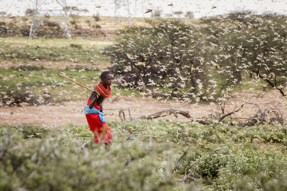 In this photo taken Thursday, Jan. 16, 2020, a Samburu boy uses a wooden stick to try to swat a swarm of desert locusts filling the air, as he herds his camel near the village of Sissia, in Samburu county, Kenya. The most serious outbreak of desert locusts in 25 years is spreading across East Africa and posing an unprecedented threat to food security in some of the world's most vulnerable countries, authorities say, with unusual climate conditions partly to blame. (AP Photo/Patrick Ngugi)