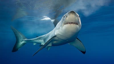 New Study on Shark Attack Media Coverage Shows Increasing use of the Phrase &quot;Shark Bite&quot;