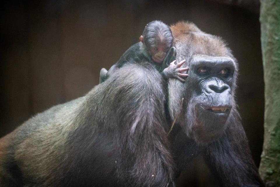 CLEVELAND METROPARKS ZOO ANNOUNCES FIRST BIRTH OF A GORILLA IN ITS 139-YEAR HISTORY