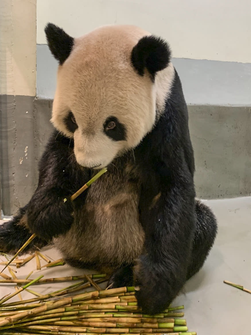 In this photo released by the Taipei Zoo, panda Tuan Tuan eats bamboo shoots at the Taipei Zoo in Taipei, Taiwan on Wednesday, Nov. 2, 2022. Taiwan has welcomed a pair of experts from China to help with the ailing panda in a rare opportunity for contact between the sides. (Taipei Zoo via AP)
