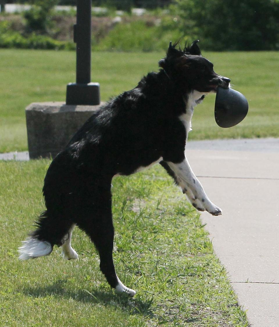 Tater Tot, the facility therapy dog at Summit County Juvenile Court, gets to catch discs on his breaks.