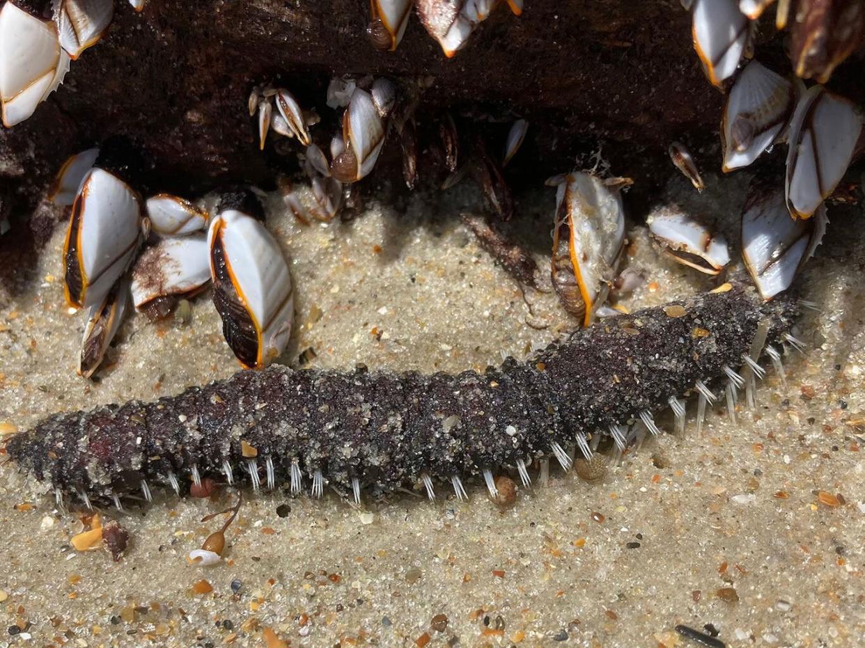 Cape Lookout Mystery Creature