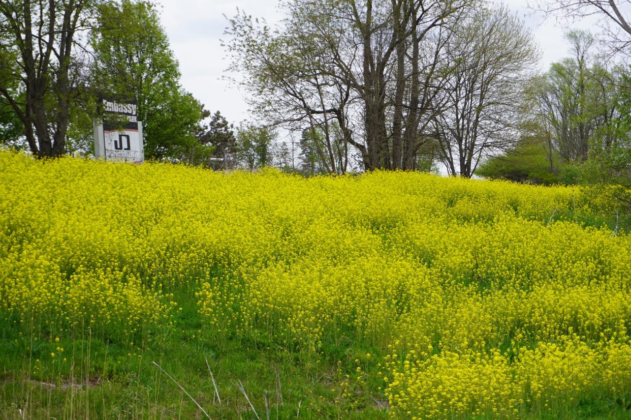Common mustards brighten the roadside near Fairlawn this past week.