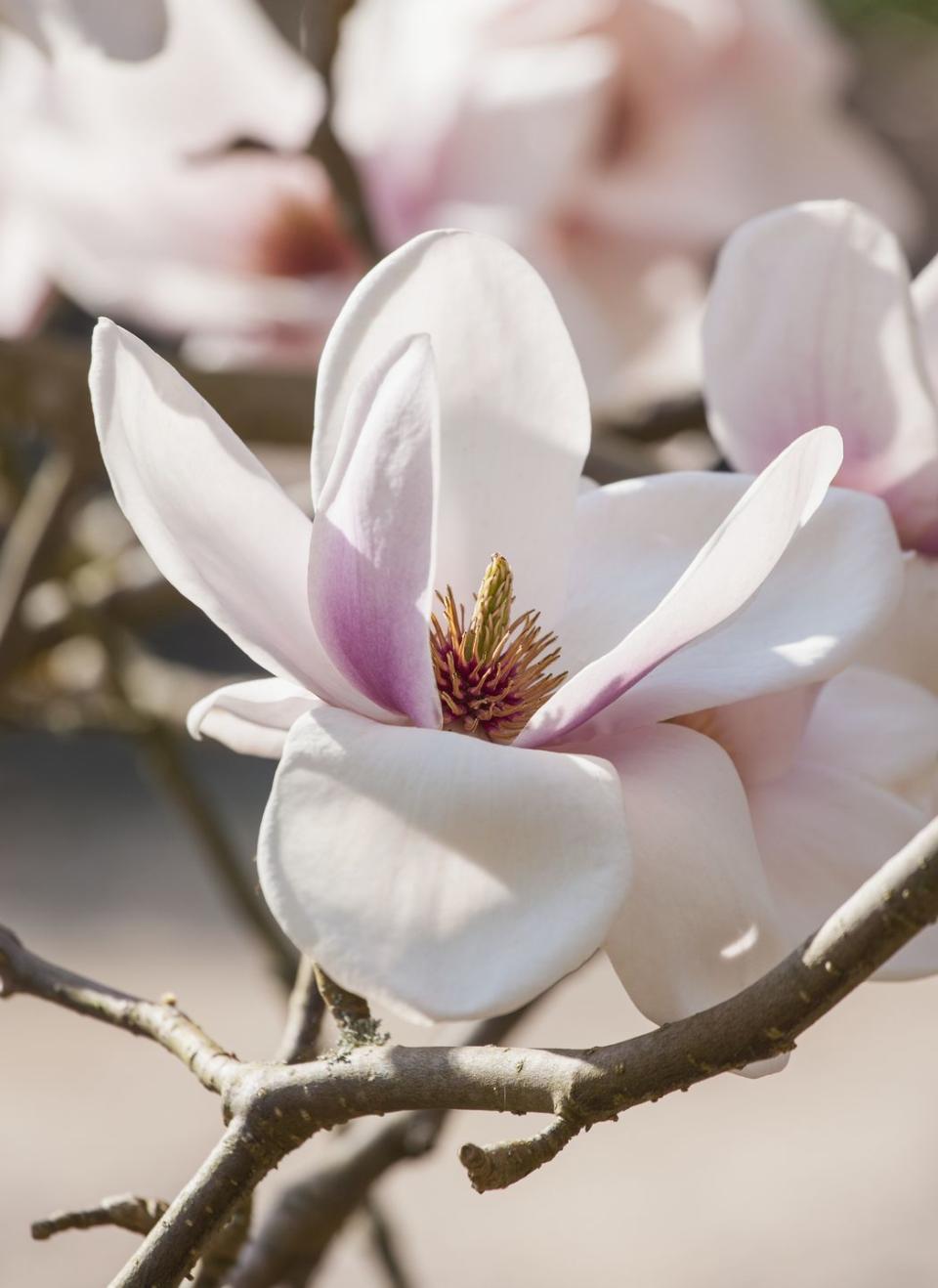 Magnolia