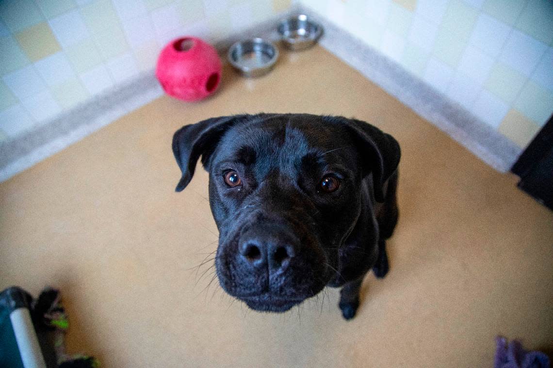 Ramses, a two-year-old bulldog mix, is Orange County Animal Services’s longest resident, there since March 25.