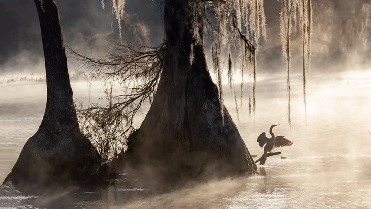 egret in walulla springs