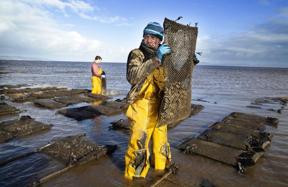 <div class="inline-image__caption"> <p>Farmers tend the oysters at William Lynch’s Lynch's Foylemore Oysters farm in Lough Foyle in County Donegal, Ireland.</p> </div> <div class="inline-image__credit"> Paul Faith/AFP via Getty </div>
