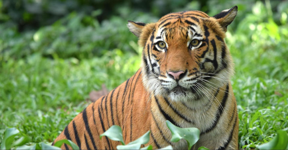 Malayan tigers in the northern region are often left undernourished due to the lack of prey as a result of poaching. — Picture courtesy of WWF Malaysia