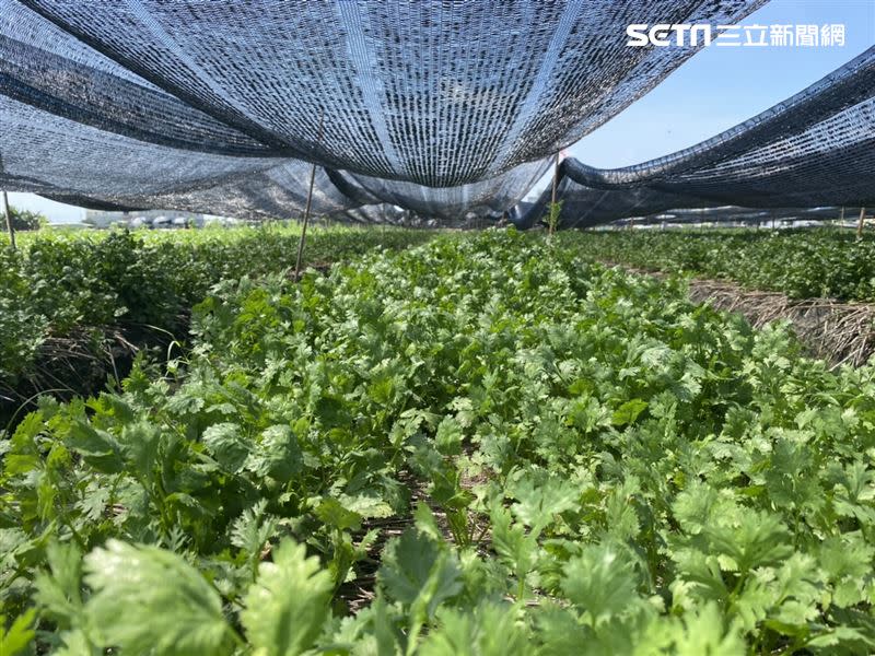 香菜怕太陽曬需要蓋上黑網（圖／草地狀元提供）