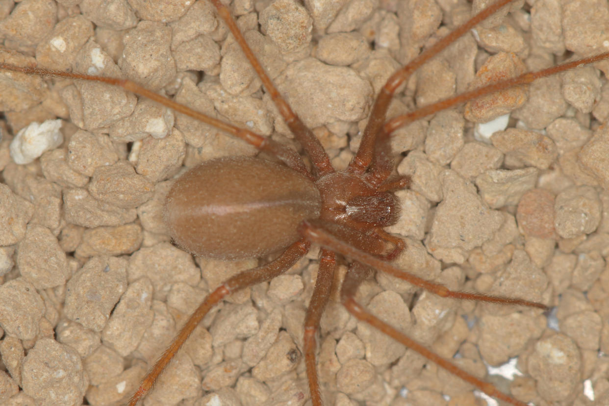 Loxosceles rufescens, the Mediterranean recluse spider, originated in the Mediterranean region ,as for example Spain,
as its name implies, has a darker brown characteristic violin marking on the cephalothorax