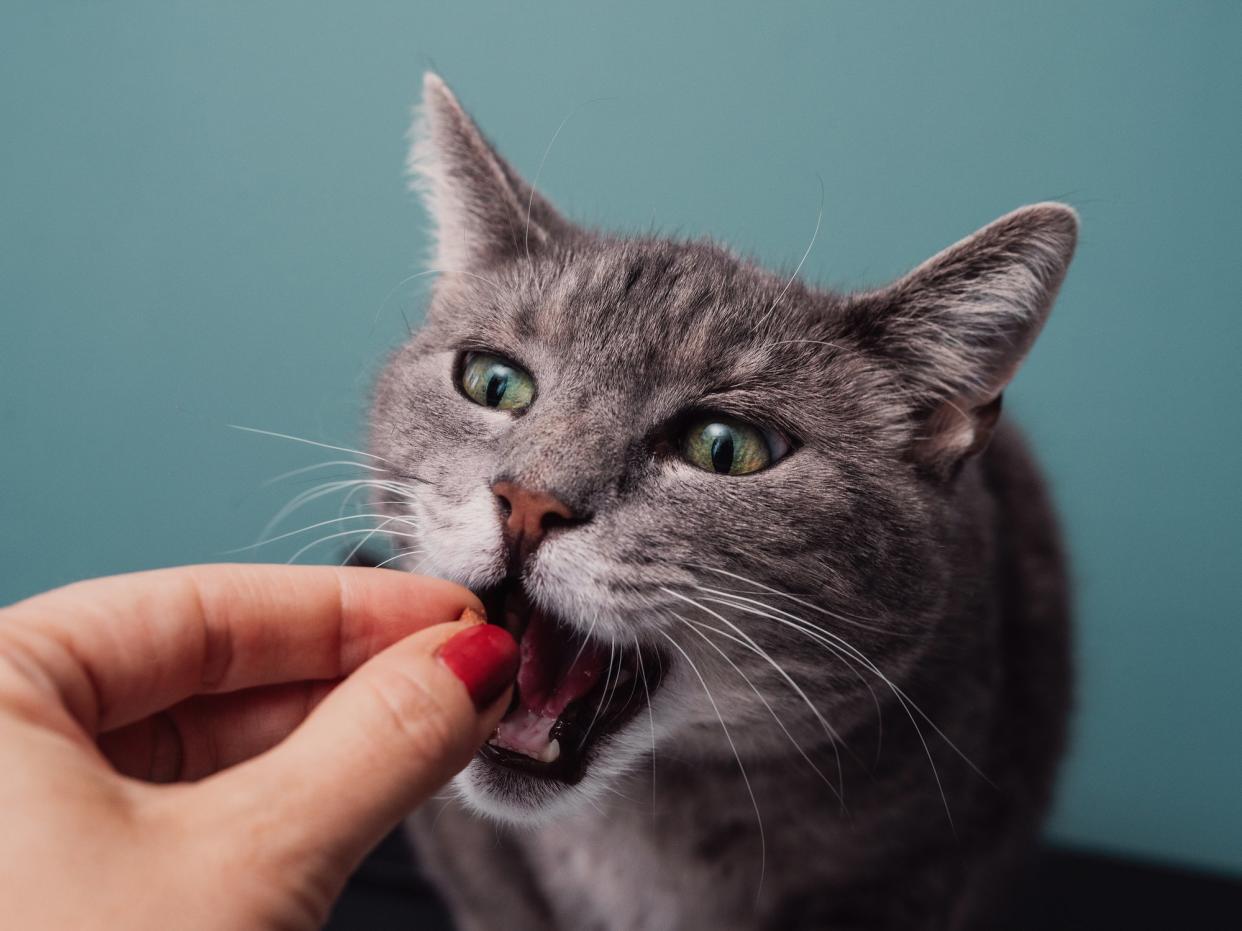 <p>A study by researchers at Kyoto University found cats largely accept treats from a stranger even if they display negative behaviour towards the feline’s owner</p> (iStock)