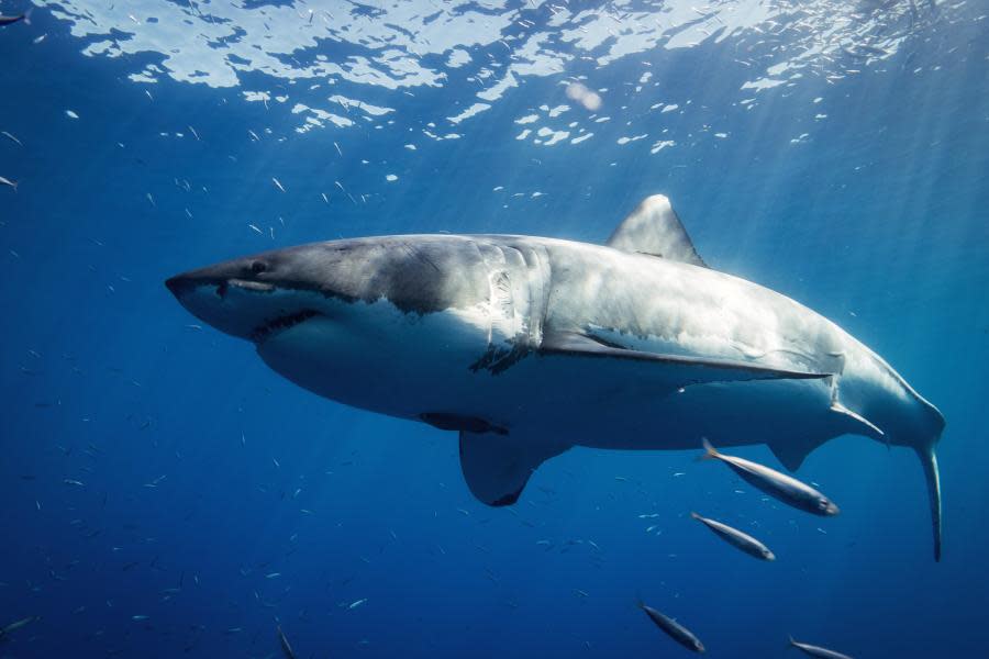 Nueva ley en California declara ilegal pescar tiburones blancos 