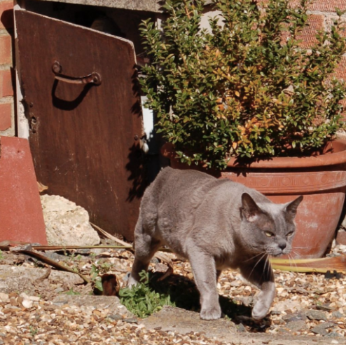 Evil cats plotting murder! Confirmed.