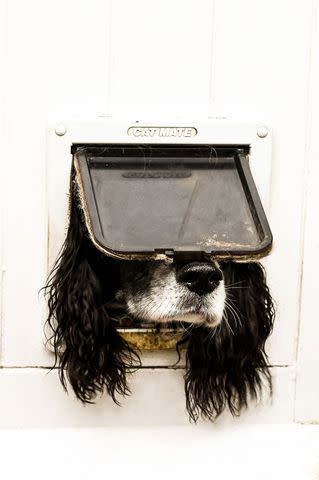 <p>Sarah Haskell/comedy pets</p> A finalist for the 2024 Comedy Pet Photography Awards