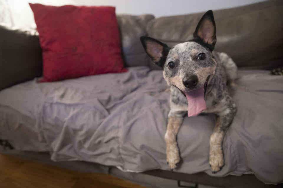 In this Thursday, Jan. 31, 2019, photo Plop, a rescue dog owned by Lisa Topol is seen New York. Topol recently had the DNA tested on both her mixed-breed dogs. Genetic testing for dogs has grown rapidly in recent years, fueled by companies marketing kits that offer to decode dogs’ heritage and health as simply, or laboriously, as owners can swab a canine cheek. (AP Photo/Mary Altaffer)