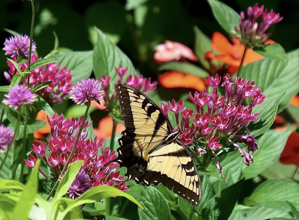 The Garden Guy incorporates Sunstar pentas in his pollinator beds. Here Sunstar red is seen with Indian Summer rudbeckia and Blue Boa agastache.