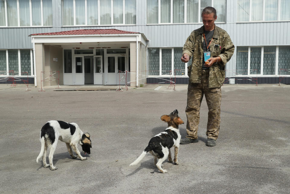 The stray dogs of Chernobyl