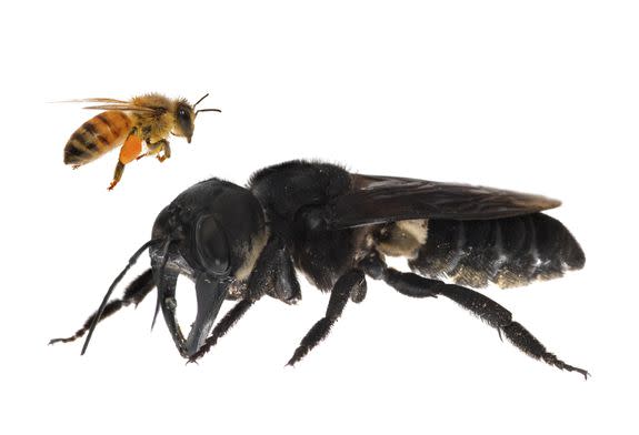 An image of a living Wallace’s giant bee compared to a honeybee.