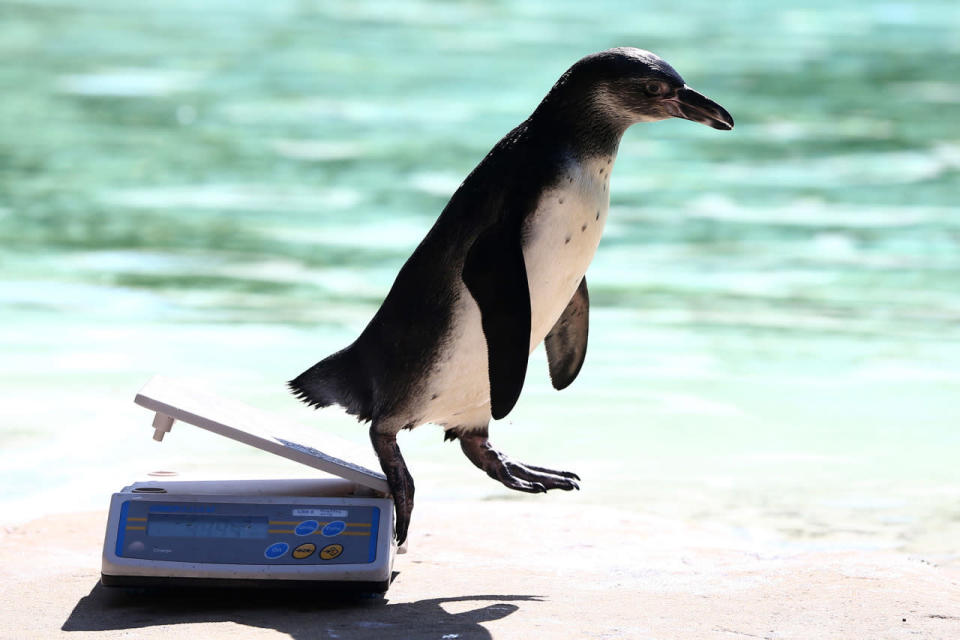 <p>London Zoo annual animal weigh-in</p><p>A Humboldt penguin jumps off scales during the annual weigh-in at London Zoo in London, August 24, 2016. (Neil Hall/Reuters)</p>