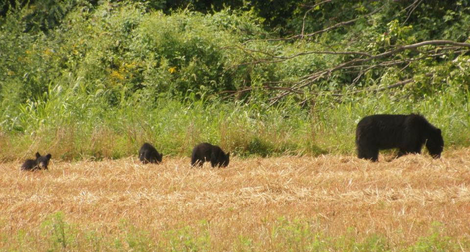 A black bear sow and her three cubs feed in a newly harvested grain field in this picture taken in August, 20, in Walpack.