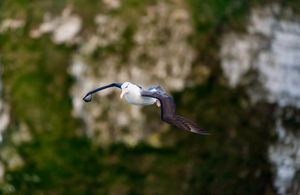 Albie the albatross has returned to the RSB Bempton Cliff  nature reserve (James Hardisty / SWNS)