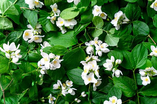 white flowers white flower names